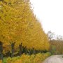 Tilia europaea 'Pallida' blad herfst